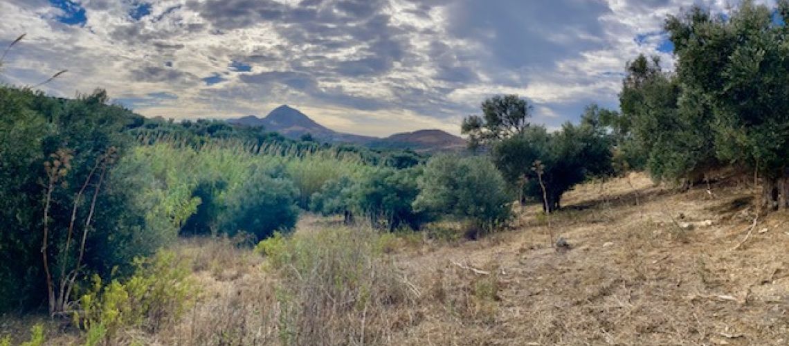 Μύρθιος οικόπεδο 8.700τμ με ελαιόδεντρα Myrthios (Rethymno) 8700sq.m with olive trees εικόνα ακινήτου